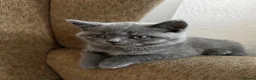 British Shorthair cats for sale: 🩶 TICA Registered British Shorthair Kittens in London - Advert 16