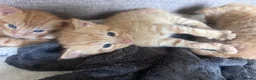 Mixed Breed cats for sale: Gorgeous ginger male kittens  in Falmouth - Advert 7