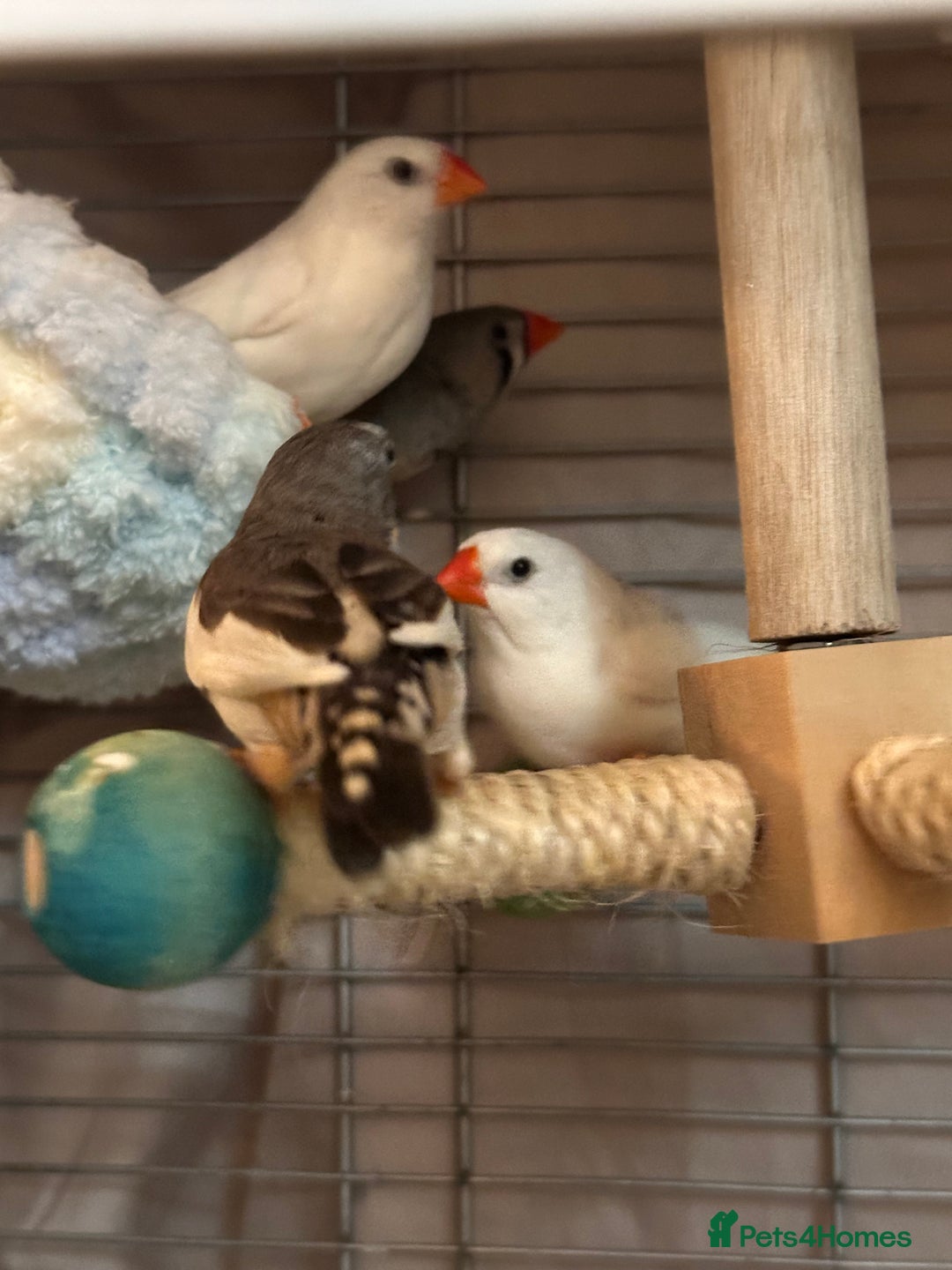 Finches birds for sale: Free to go for new home  - Advert 2