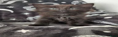 Maine Coon 1