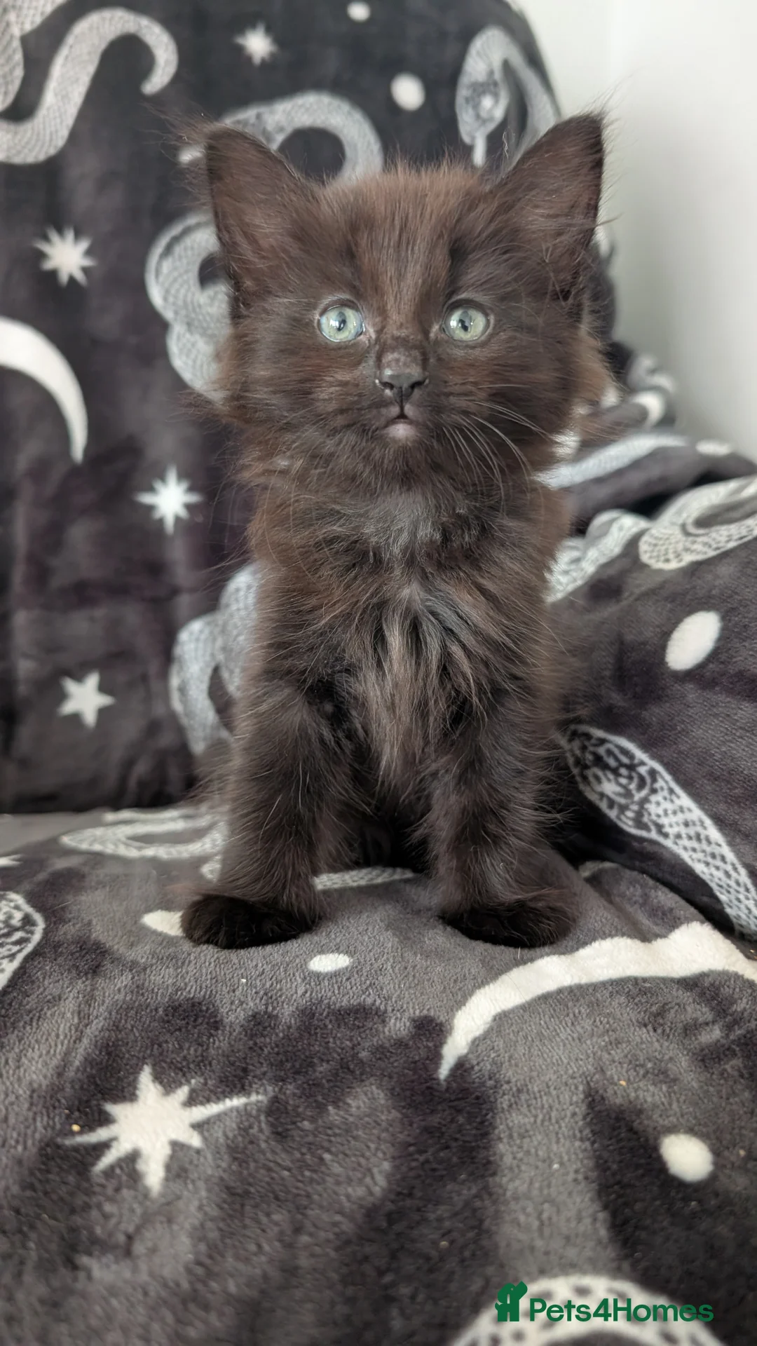 Maine Coon cats for sale: Maine Coon kittens  - Advert 12