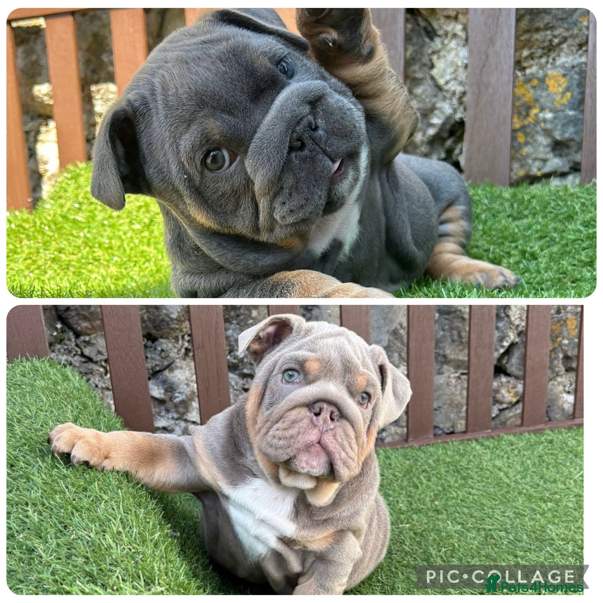 English Bulldog dogs KC Registered English bulldog puppies ❤️💙 - Advert 3