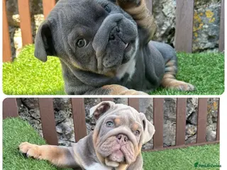 English Bulldog dogs KC Registered English bulldog puppies ❤️💙 - Advert 9