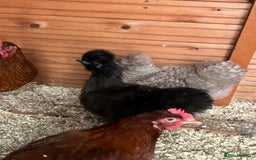 Chickens poultry for sale: Silkie hens, bantams and chicks  - Image 2