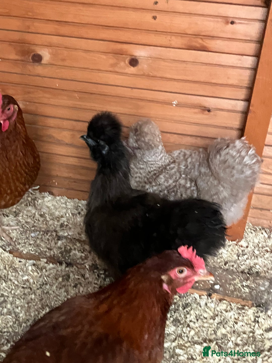 Chickens poultry for sale: Silkie hens, bantams and chicks  - Image 2