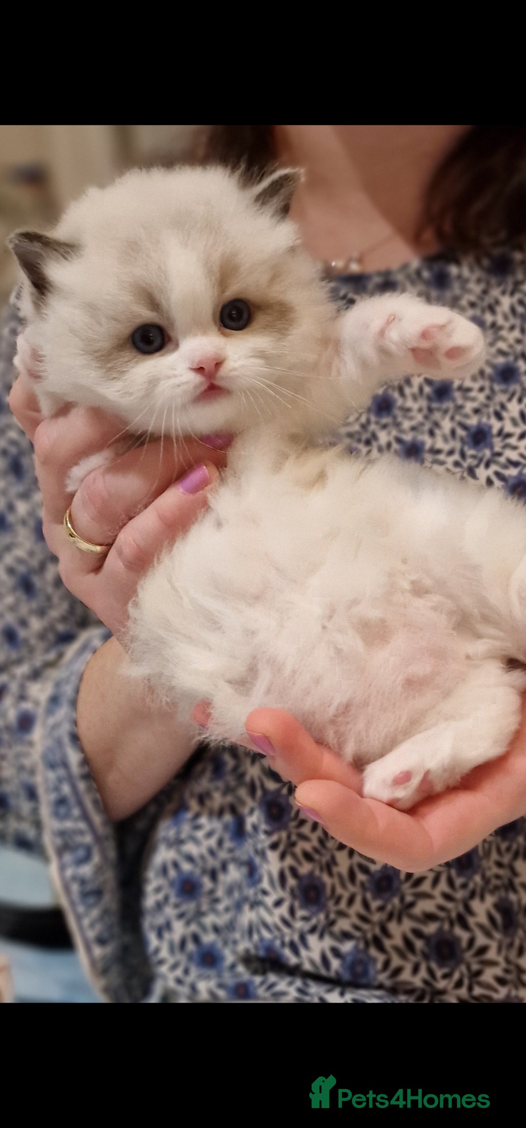 Ragdoll cats for sale: 🌸Stunning TICA🏆Kittens | Award winning cattery🌸 in Slough - Image 17