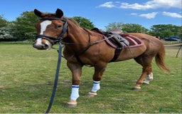 Irish Thoroughbred horses for sale: 16hh Chestnut Mare 4yrs old - Image 4