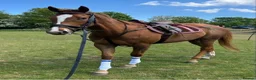 Irish Thoroughbred horses for sale: 16hh Chestnut Mare 4yrs old - Advert 4