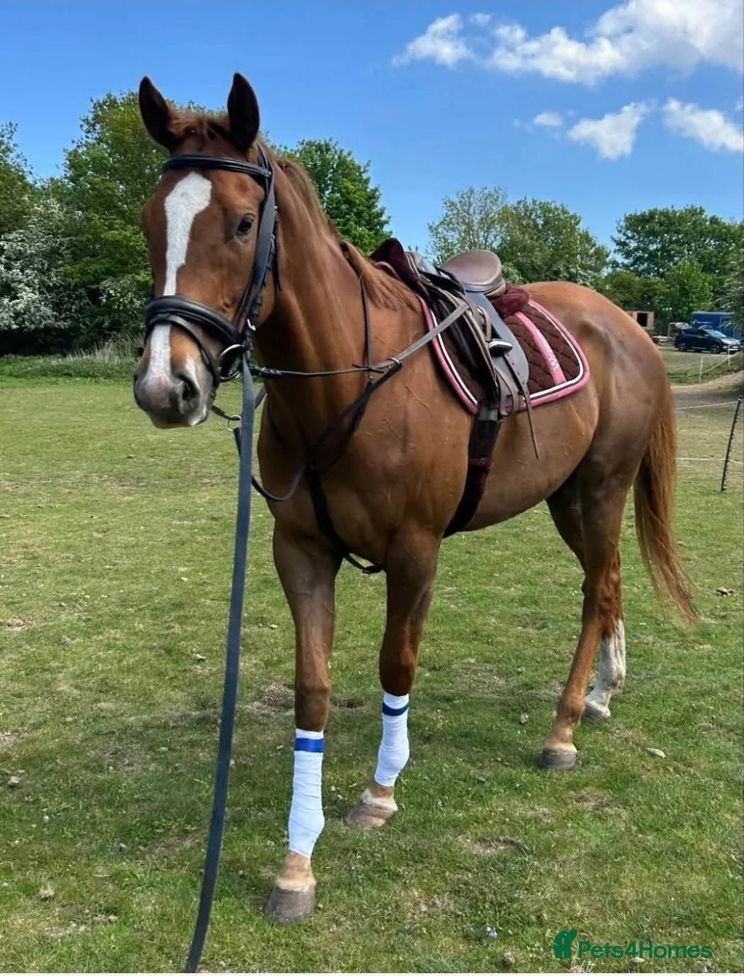 Irish Thoroughbred horses for sale: 16hh Chestnut Mare 4yrs old - Advert 4