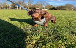 Miniature Dachshund dogs for sale: Miniature dachshund - Image 6
