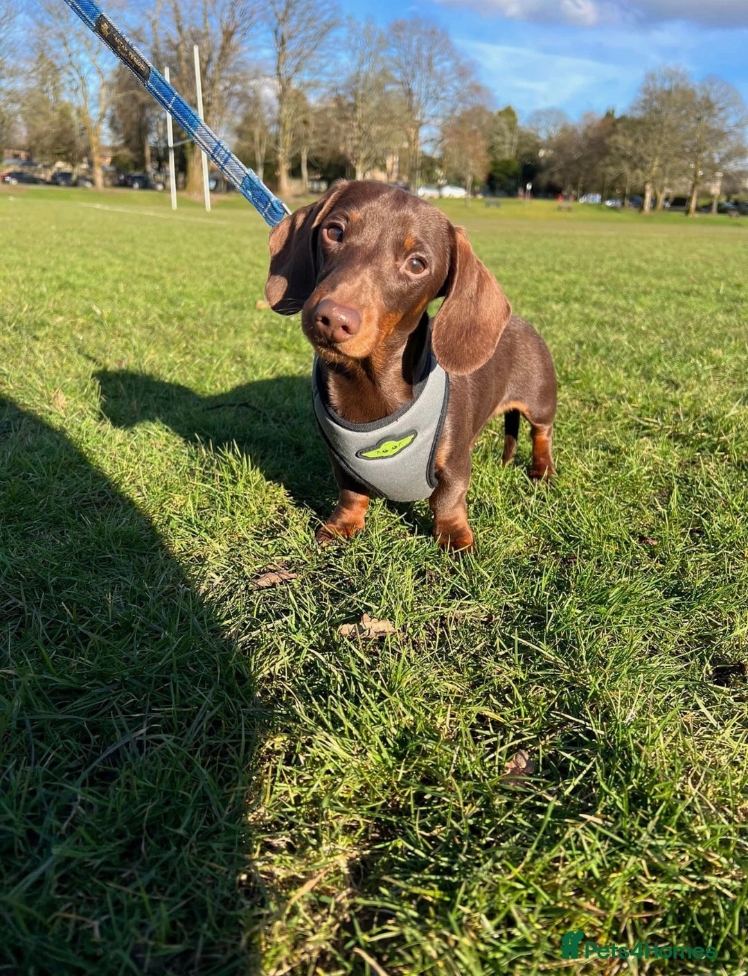 Miniature Dachshund dogs for sale: Miniature dachshund - Image 6