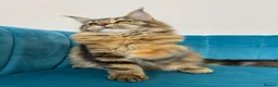 Maine Coon cats for sale: TICA Pedigree Registered Maine Coon Kittens - Advert 33