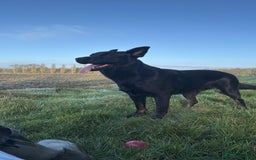 Mixed Breed dogs for sale: German Shepherd/Rottweiler  - Advert 1