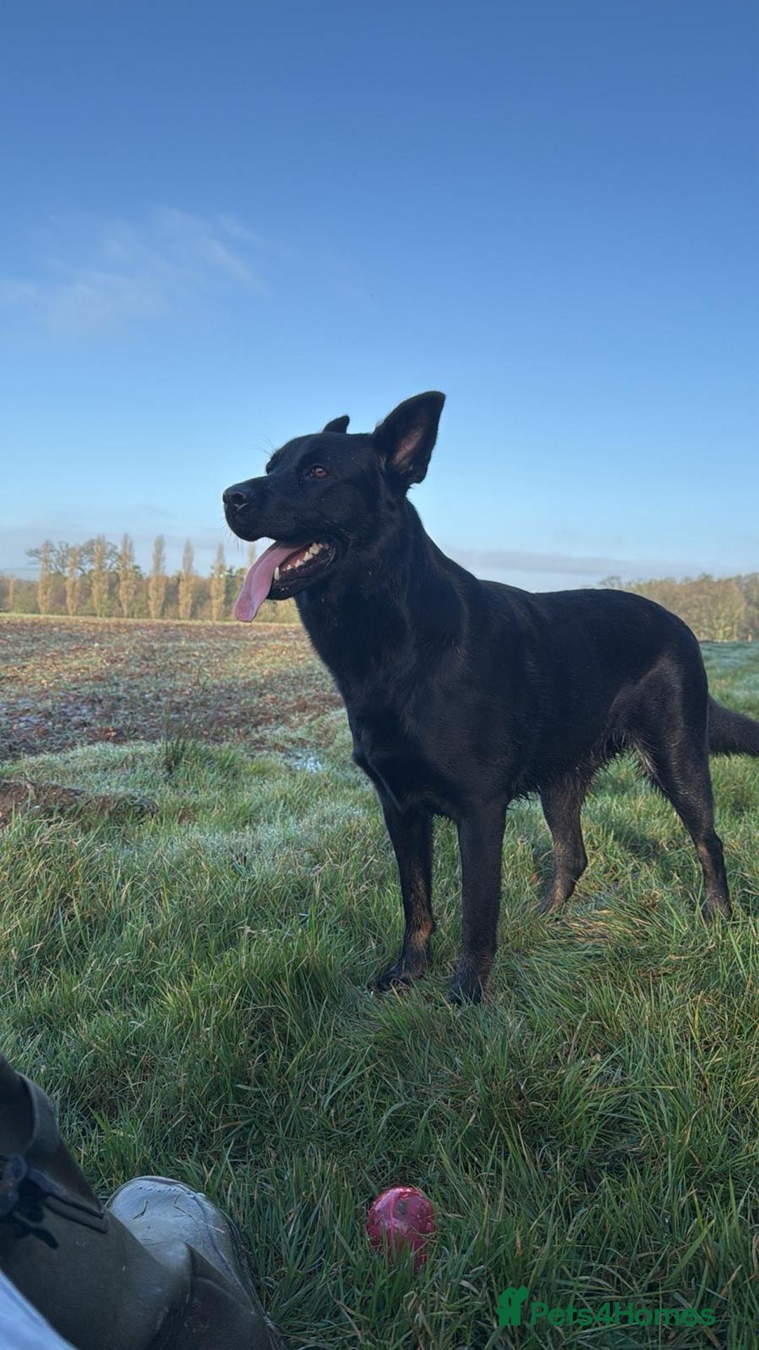 Mixed Breed dogs for sale: German Shepherd/Rottweiler  - Advert 1