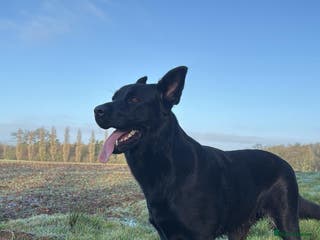 Mixed Breed dogs German Shepherd/Rottweiler - Advert 5