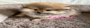 Pomeranian Puppy 1