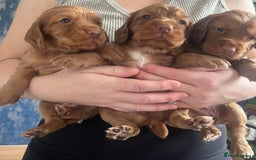 Cocker Spaniel dogs for sale: Working cocker spaniel pups  - Image 4