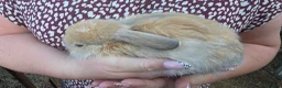 Mini Lop rabbits for sale: Mini lop babies  - Advert 4