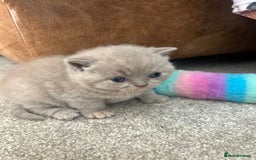 British Shorthair cats for sale: TICA Registered British Shorthair Kittens - Image 11