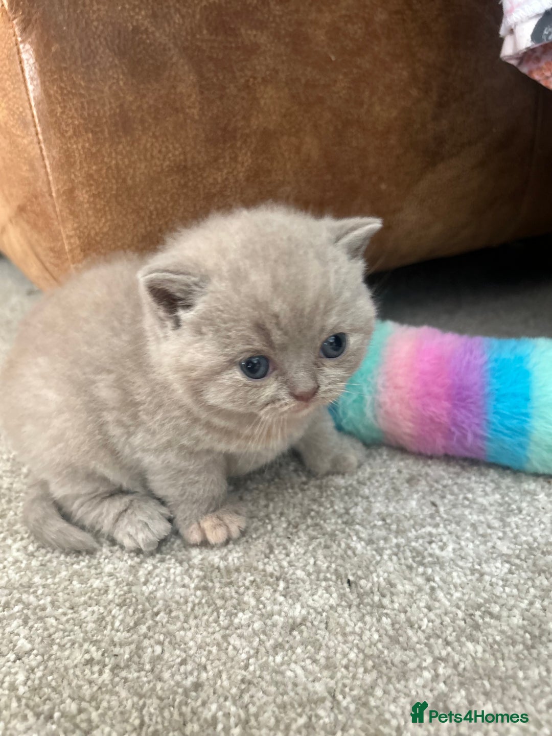 British Shorthair cats for sale: TICA Registered British Shorthair Kittens - Image 11