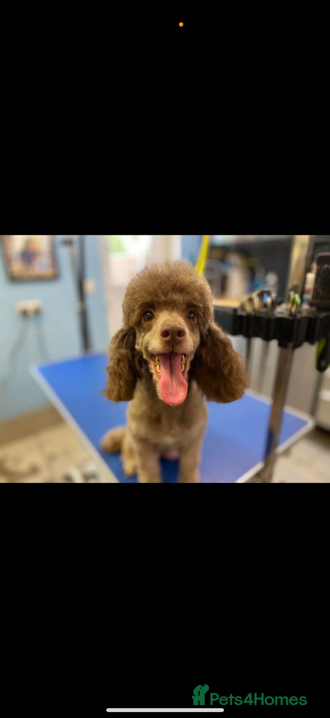Toy Poodle dogs for sale: Kc reg toy poodle puppies  - Advert 2