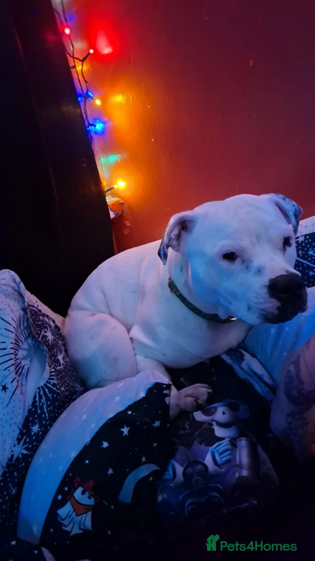 Mixed Breed dogs for sale: Male 8 month staffie cross for sale - Advert 2