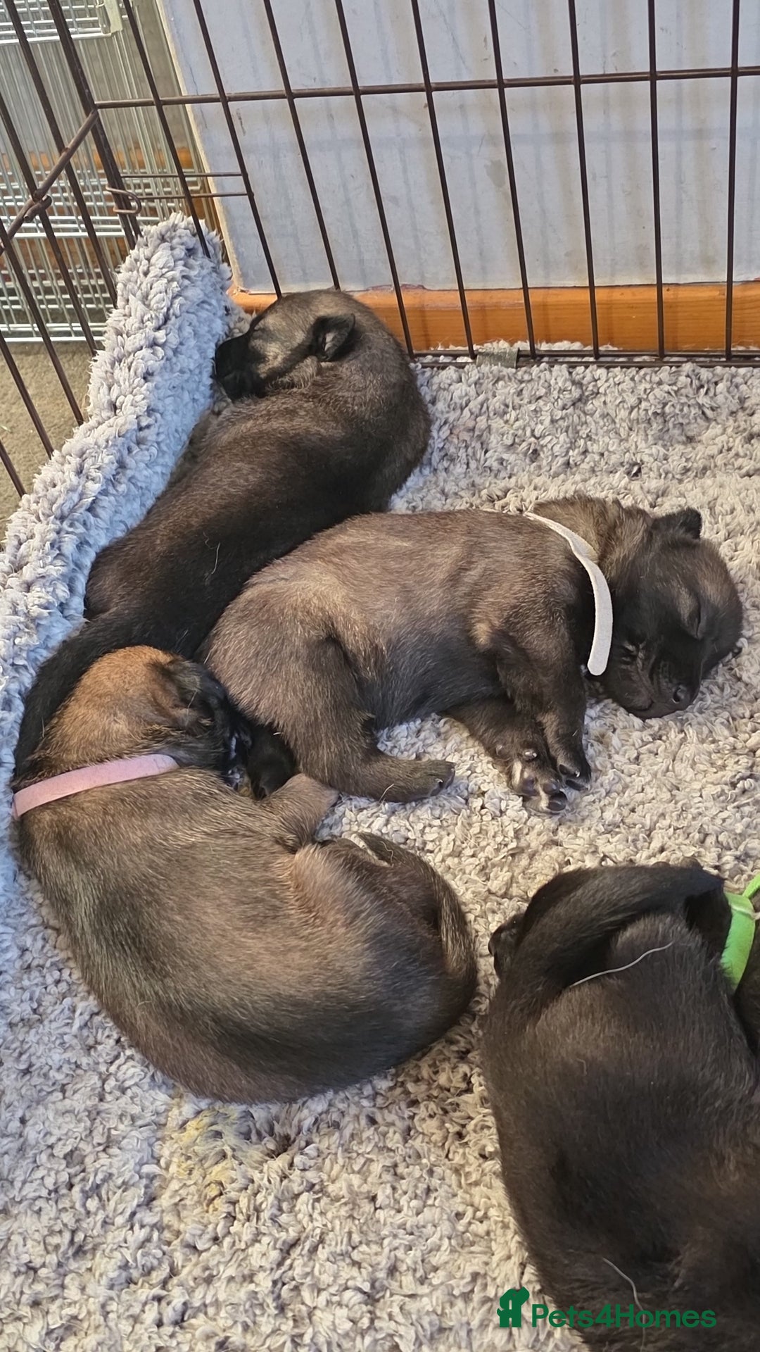 Belgian Shepherd Dog dogs for sale: Belgian malinois  - Advert 1