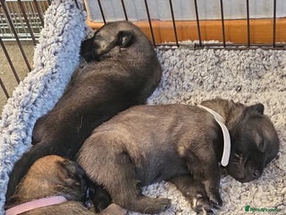 Belgian Shepherd Dog dogs Belgian malinois - Advert 17