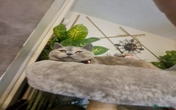 British Shorthair cats for sale: GCCF kittens ready 2 leave now - Advert 14