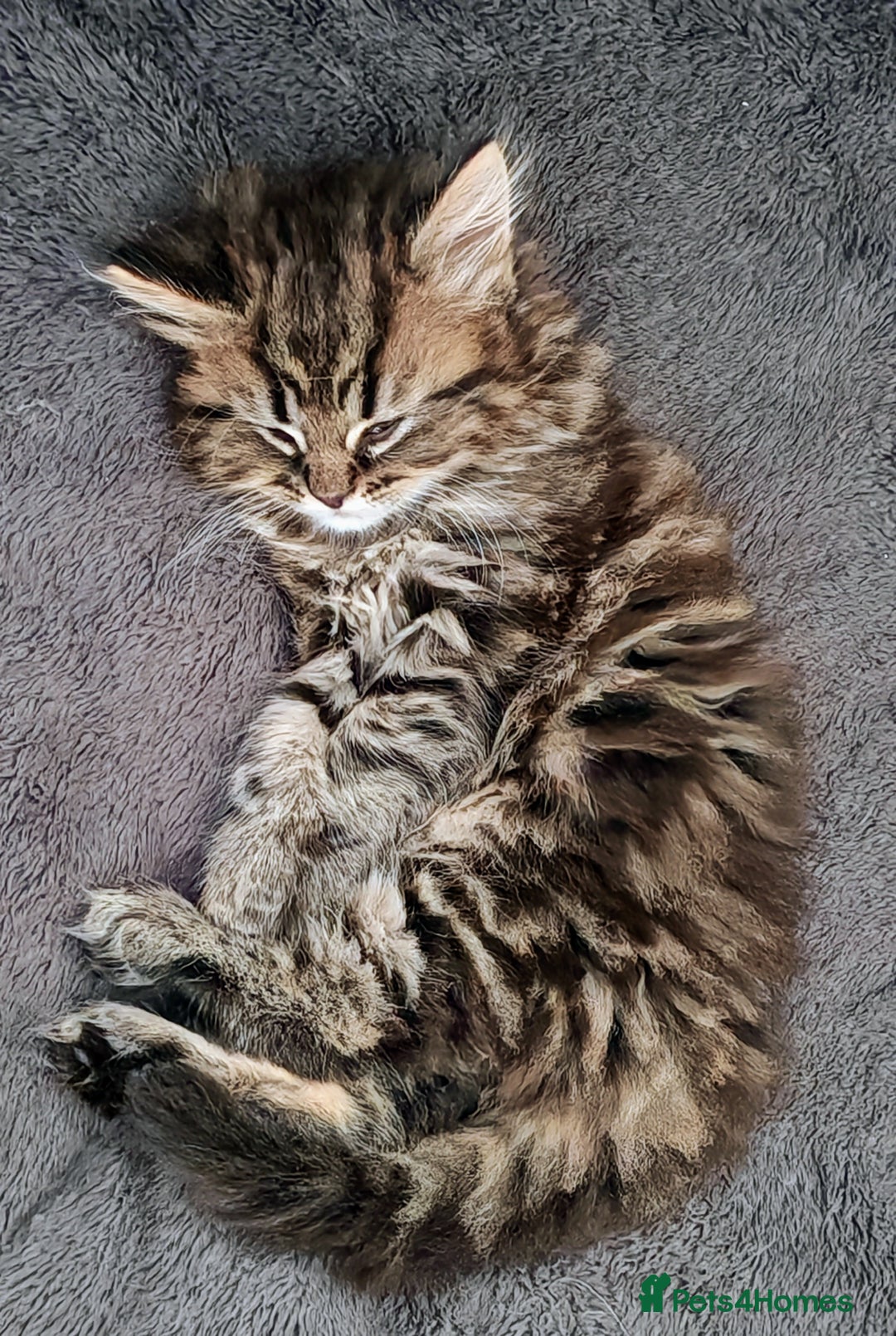 Persian cats for sale: Persian British shorthair mix kittens (SOLD) - Image 13