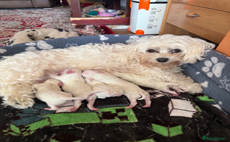 Maltese dogs - Advert 2