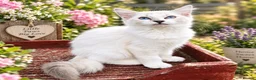 Ragdoll cats for sale: ❤️ Very special homes needed GCCF RAGDOLLS  - Advert 18
