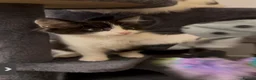 Mixed Breed cats for sale: Lovely fluffy Kittens Ready for New Homes - Advert 5