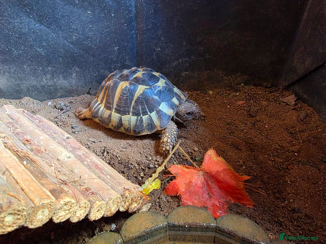 Hermann Tortoise reptiles for sale: 2 lovely Hermann tortoises - Advert 2
