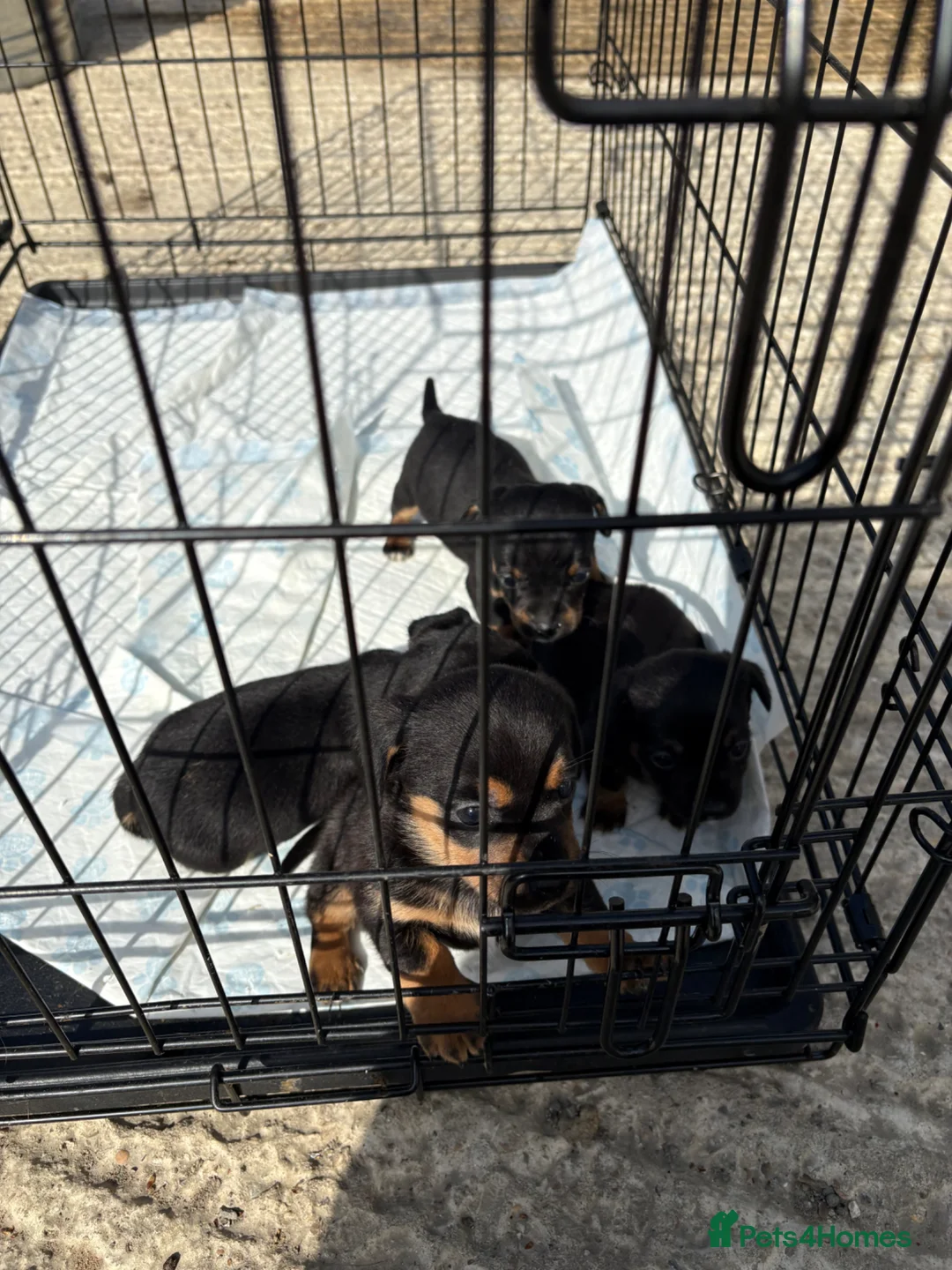 Mixed Breed dogs for sale: Lakeland / patterdale x jack Russell puppies  in Orpington - Advert 2