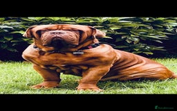 Dogue De Bordeaux dogs for sale: Beautiful KC Registered Dogue De Bordeaux Puppy’s. - Image 3