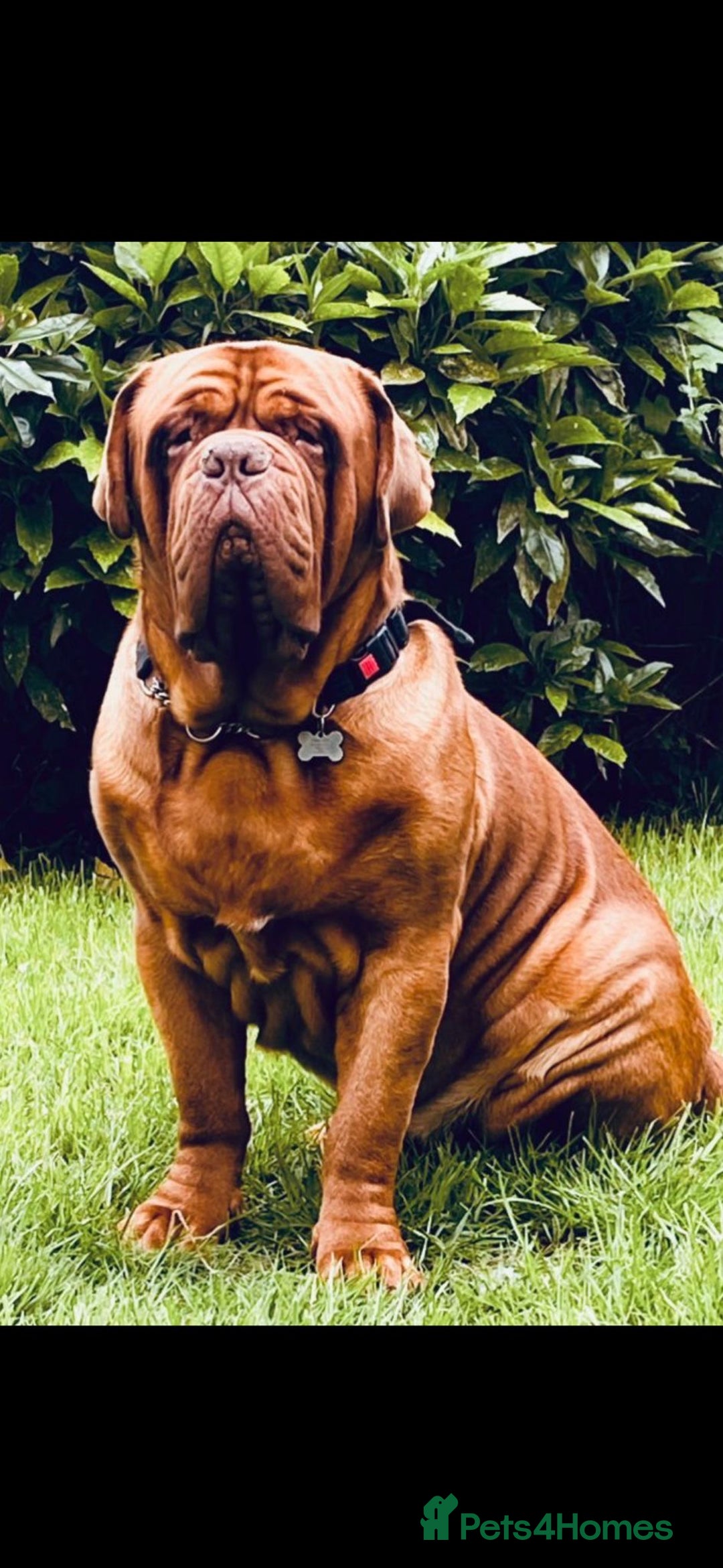 Dogue De Bordeaux dogs for sale: Beautiful KC Registered Dogue De Bordeaux Puppy’s. - Image 3