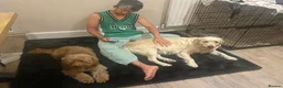 Mixed Breed dogs for sale: Golden Doodle puppies for sale  - Advert 17