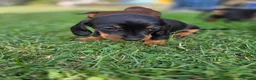 Miniature Dachshund dogs for sale: Kc reg, health tested,miniature dachshund puppies  - Advert 14