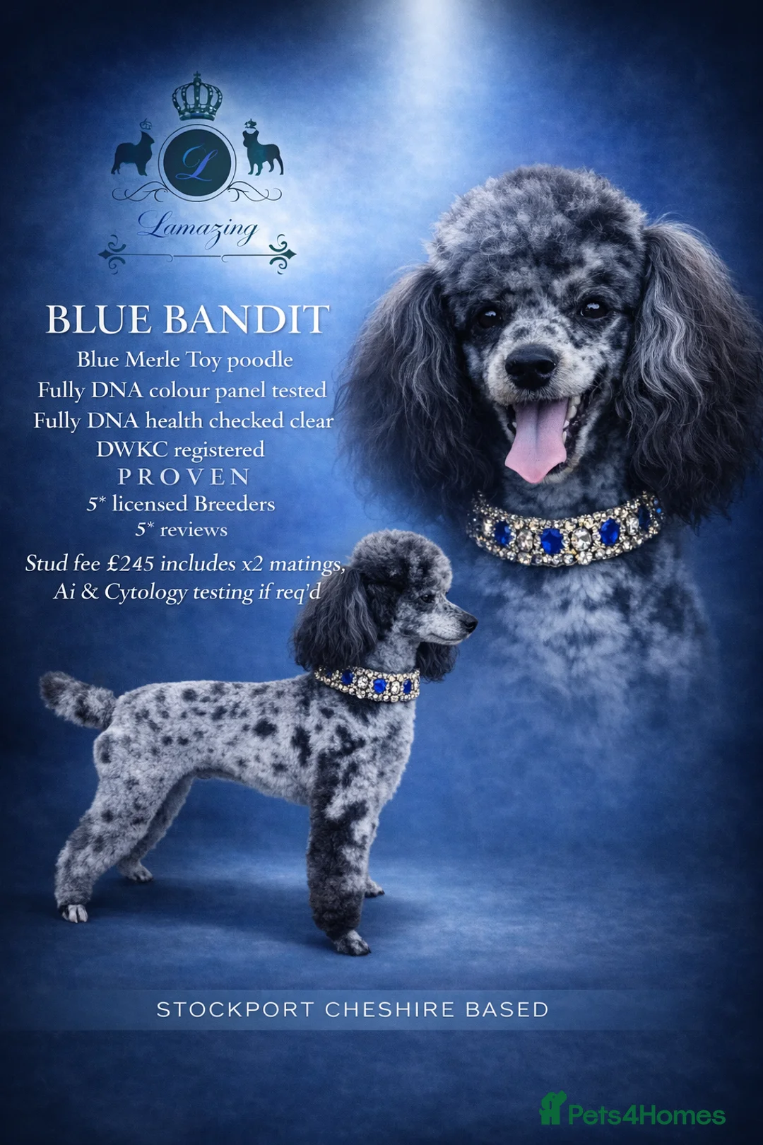 Toy Poodle dogs for stud: 5* health checked merle toy poodle licensed DNA  - Advert 1