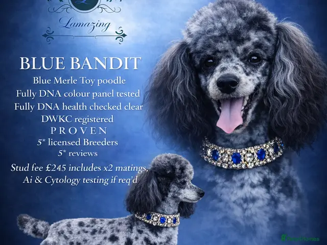 Toy Poodle dogs 5* health checked merle toy poodle licensed DNA - Advert 2