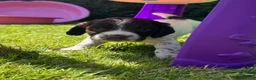 Sprocker dogs for sale: Working Sprocker Puppies - Advert 12