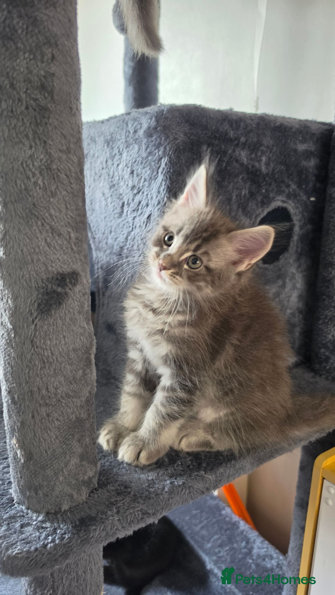 Maine Coon cats 🐾 Stunning Maine Coon Boys From Pedigree Father  - Advert 10