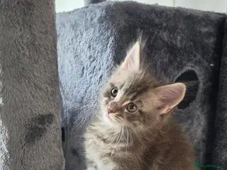 Maine Coon cats 🐾 Stunning Maine Coon Boys From Pedigree Father - Advert 10