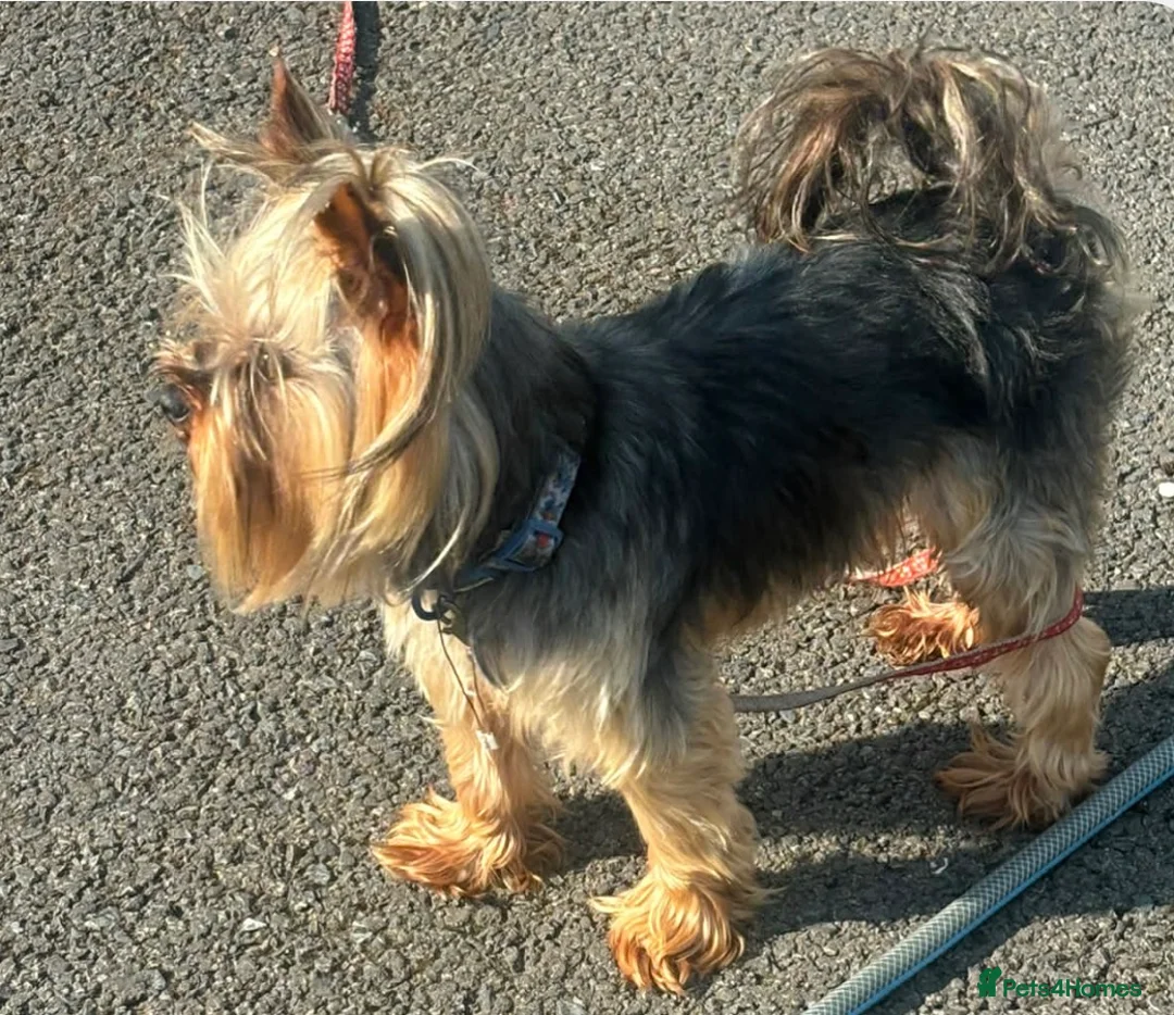 Yorkshire Terrier dogs for sale: KC registered pedigree Yorkshire Terrier - Advert 15