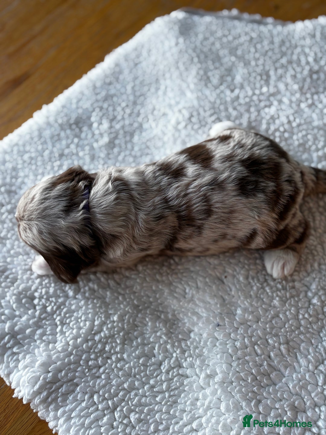 Sproodle dogs for sale: 💥 Rare Gorgeous Chocolate Merle Sproodles 🐶 - Advert 5