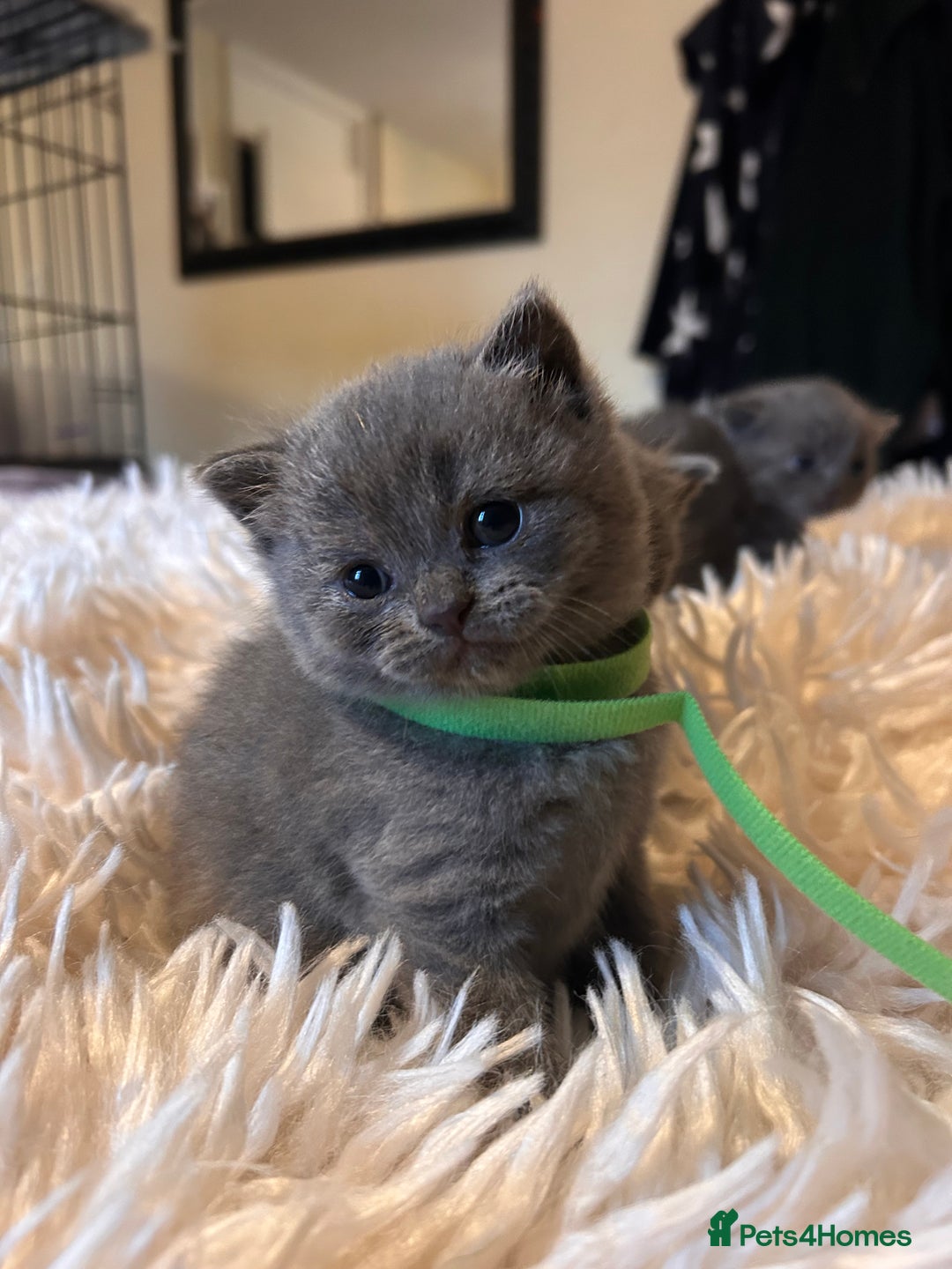 British Shorthair cats for sale: Pedigree British shorthair kittens - Image 7