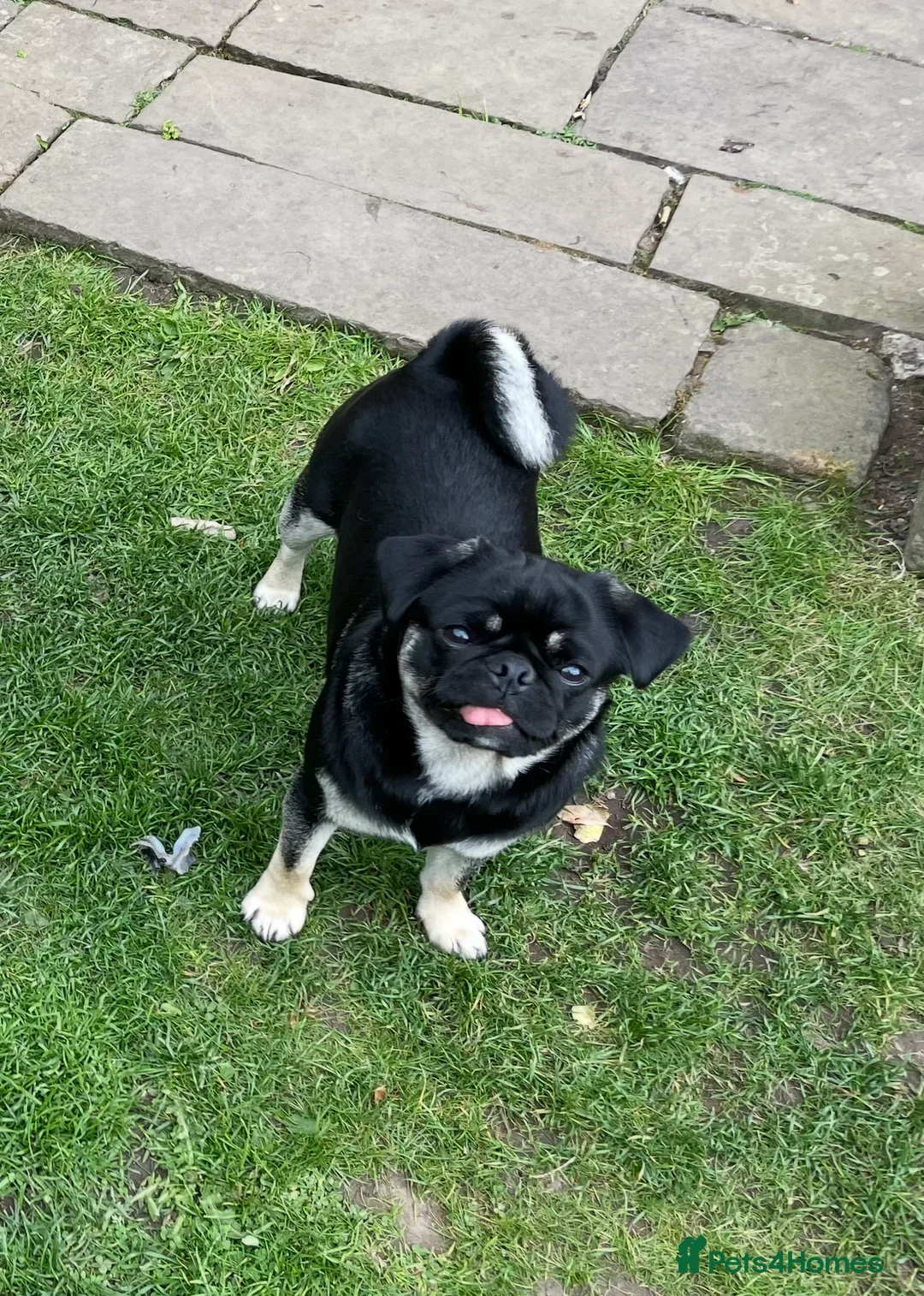Pug dogs for sale: 4 year old KC registered female pug 🤍Holly🤍 - Advert 3