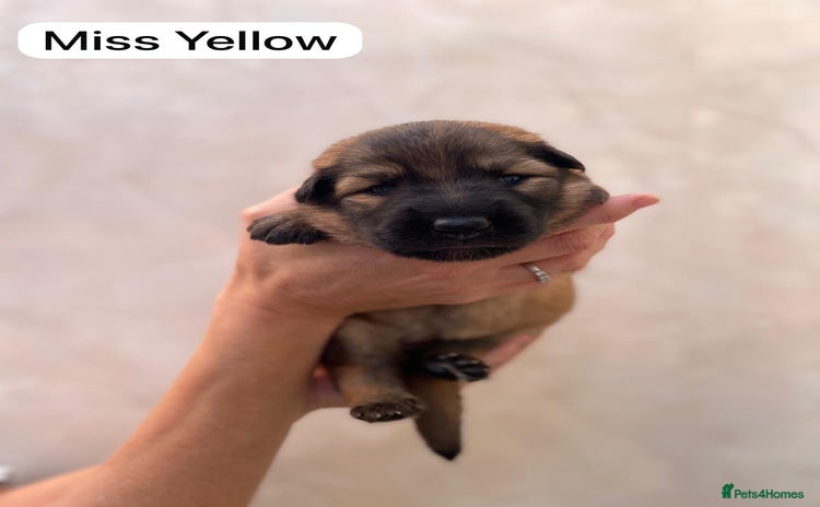 German Shepherd dogs - Advert 4