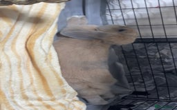 Mixed Breed rabbits for sale: two female rabbits  - Image 2